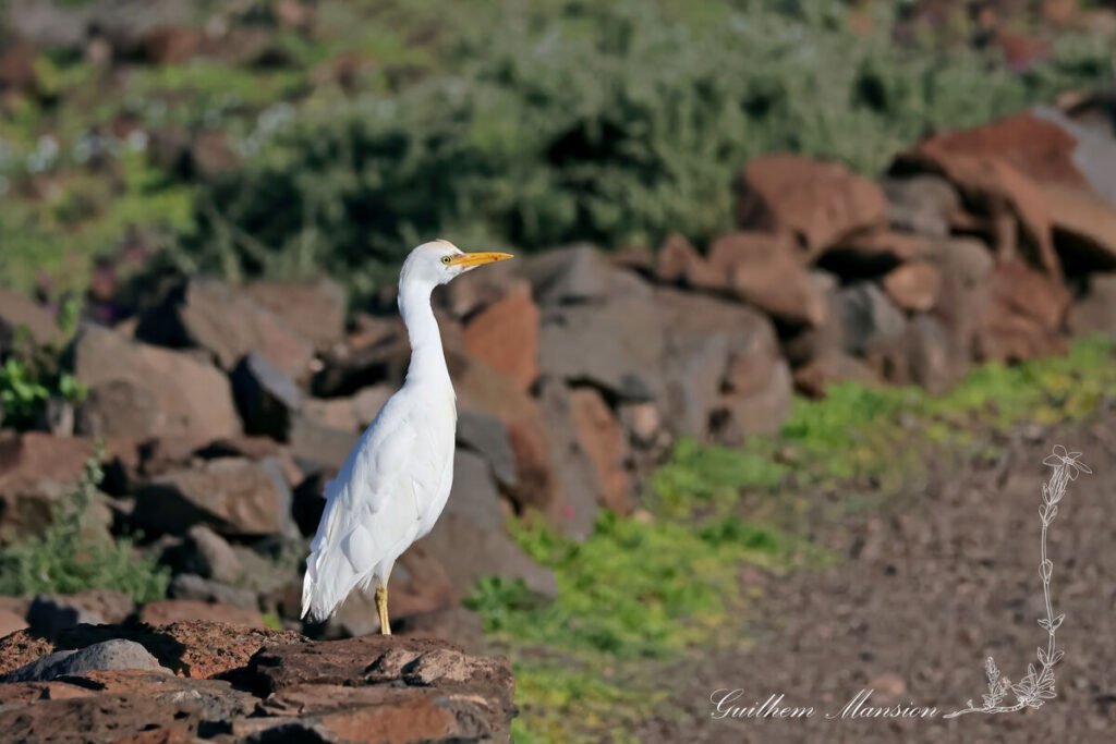 Ardea ibis - Héron garde-bœufs [Ardeidae]