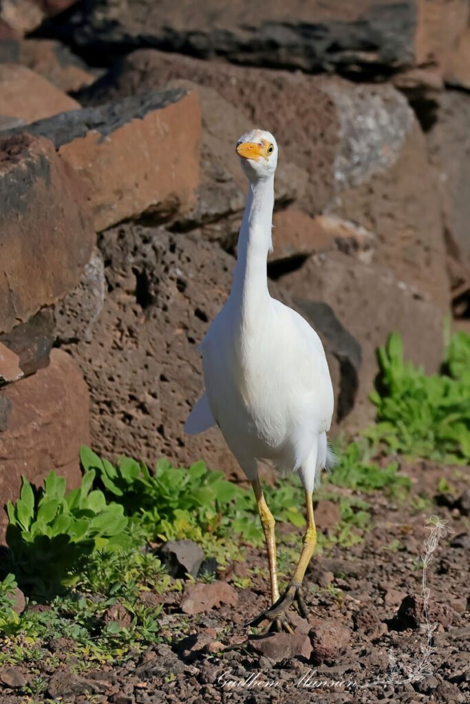 Ardea ibis - Héron garde-bœufs [Ardeidae]