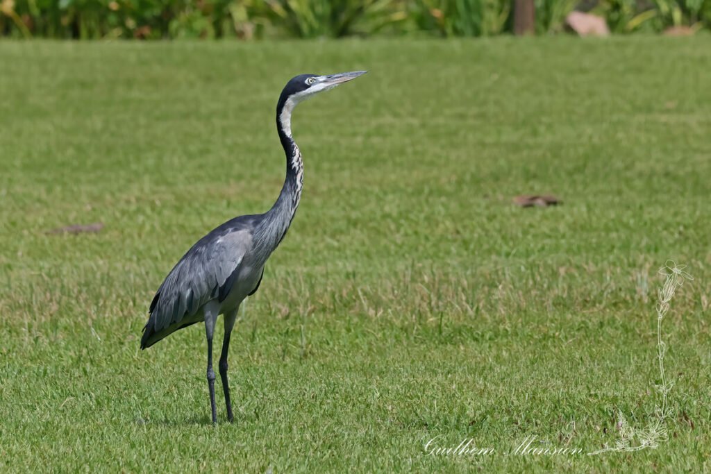 Ardea melanocephala - Héron mélanocéphale [Ardeidae]