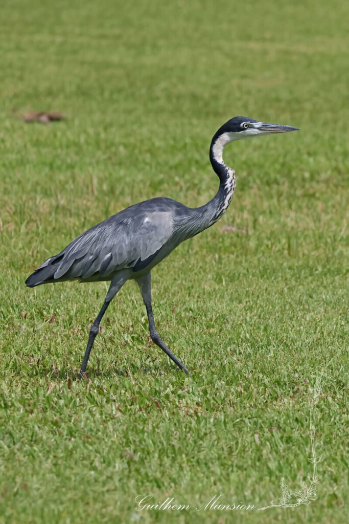 Ardea melanocephala - Héron mélanocéphale [Ardeidae]
