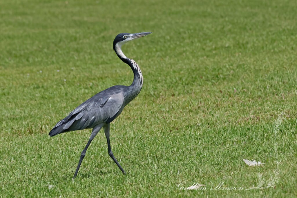Ardea melanocephala - Héron mélanocéphale [Ardeidae]