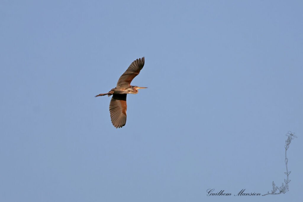 Ardea purpurea - Héron pourpré [Ardeidae]