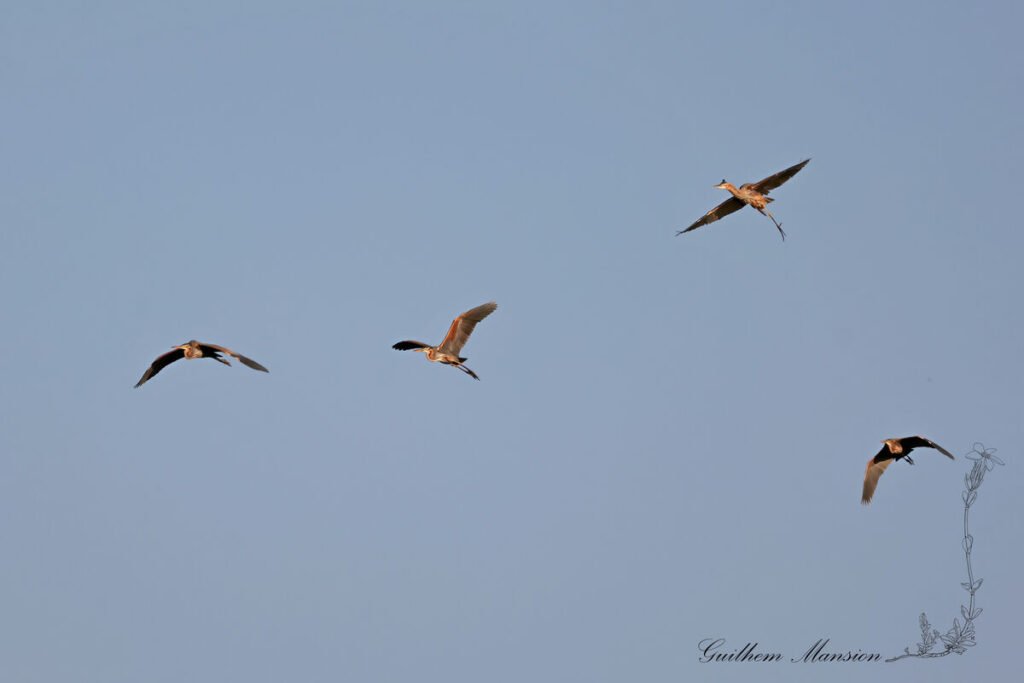 Ardea purpurea - Héron pourpré [Ardeidae]
