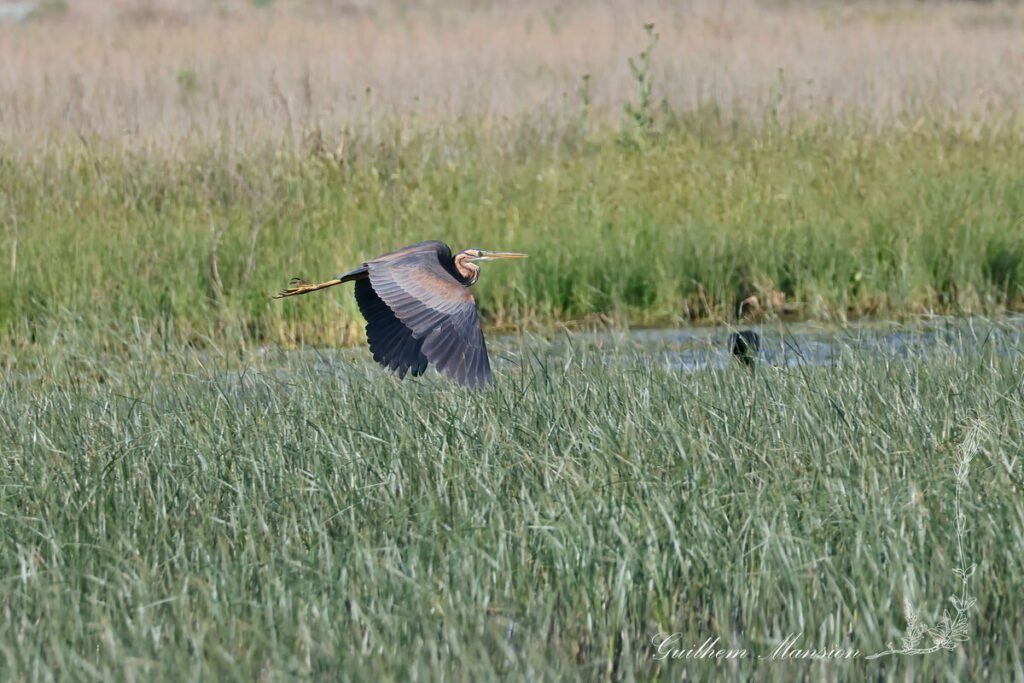 Ardea purpurea - Héron pourpré [Ardeidae]