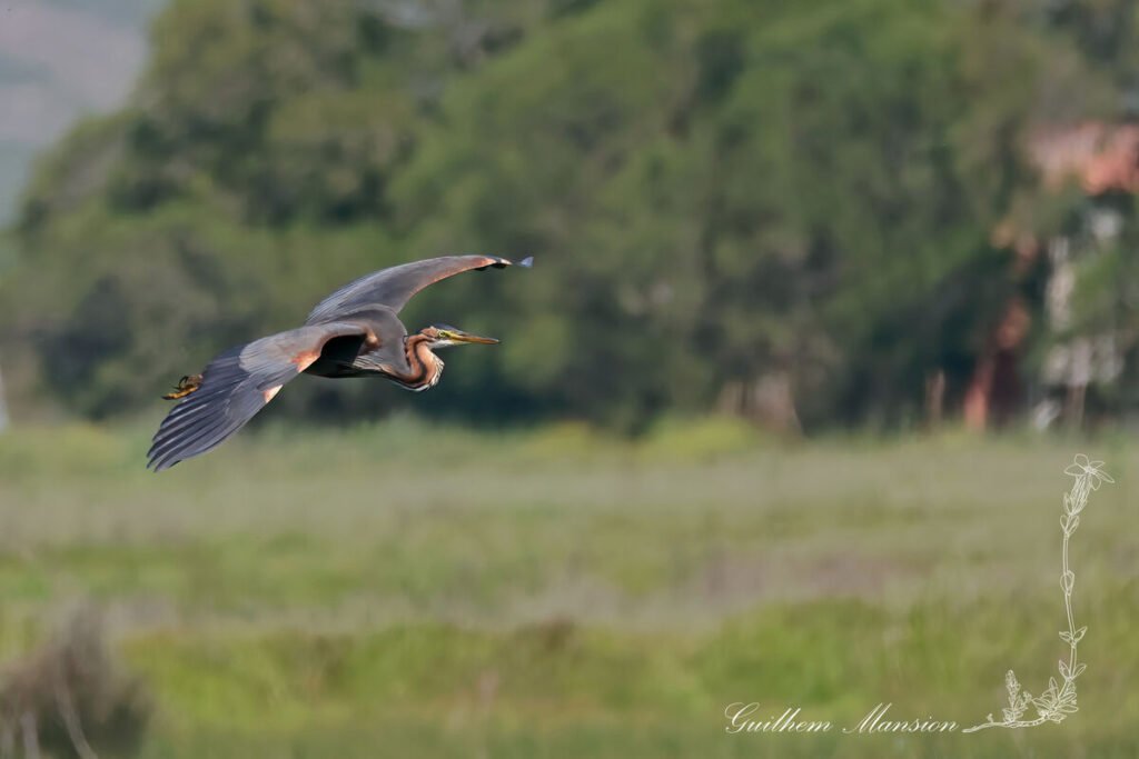 Ardea purpurea - Héron pourpré [Ardeidae]