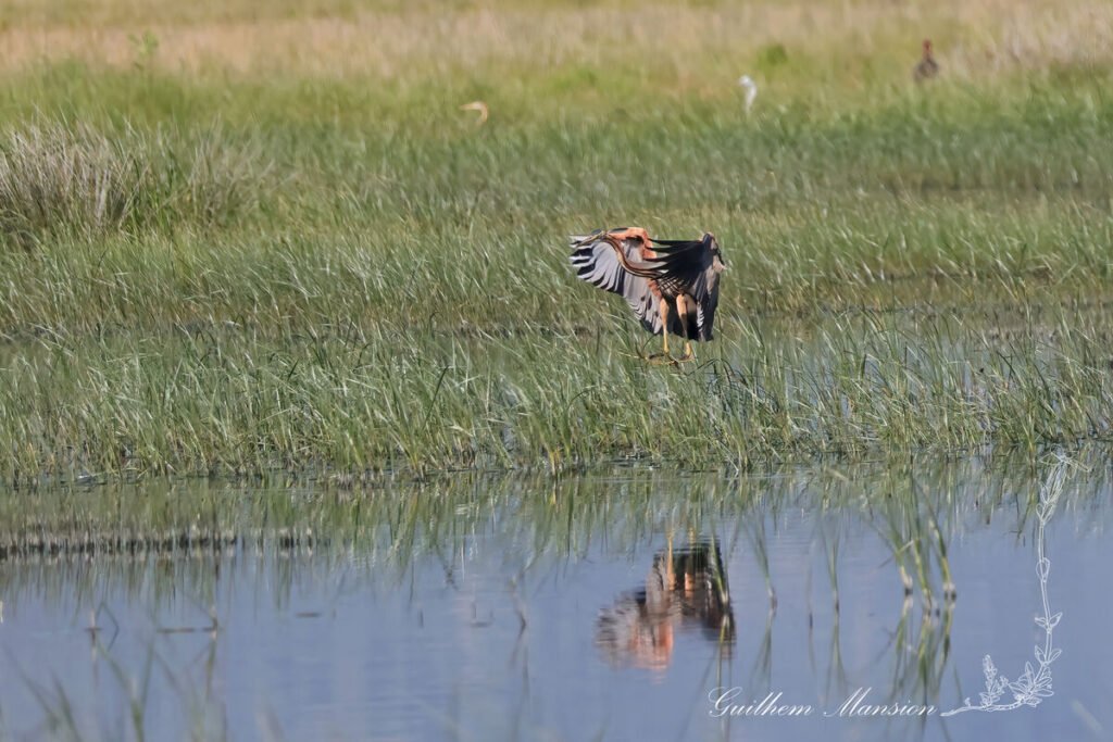 Ardea purpurea - Héron pourpré [Ardeidae]