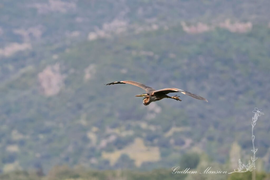 Ardea purpurea - Héron pourpré [Ardeidae]