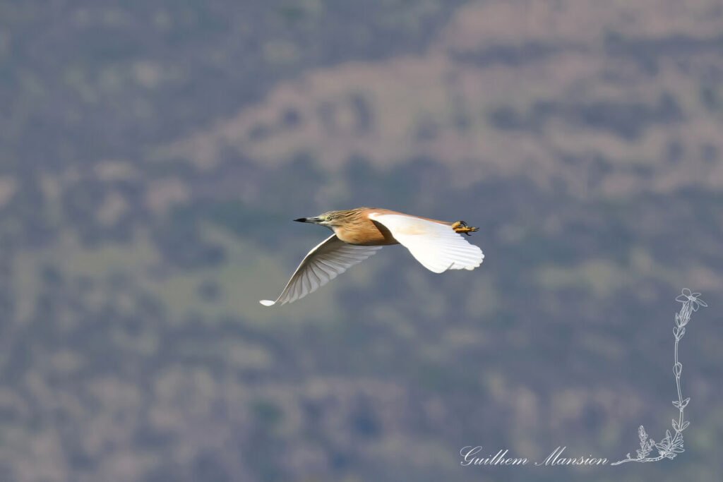 Ardeola ralloides - Crabier chevelu [Ardeidae]