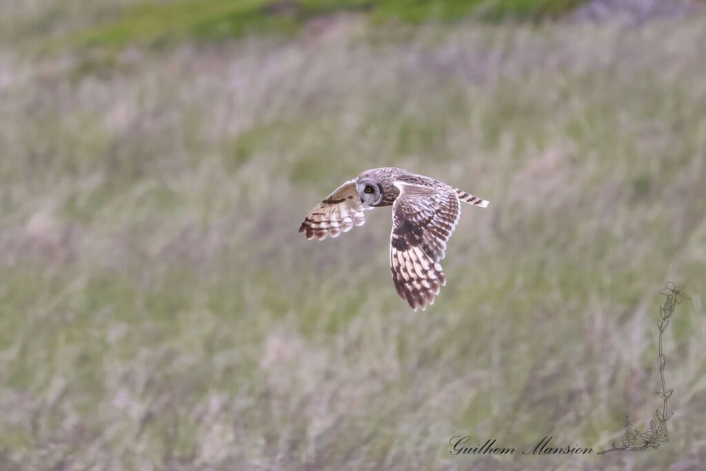 Asio flammeus - Hibou des marais - [Strigidae]