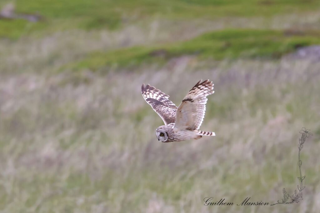 Asio flammeus - Hibou des marais - [Strigidae]