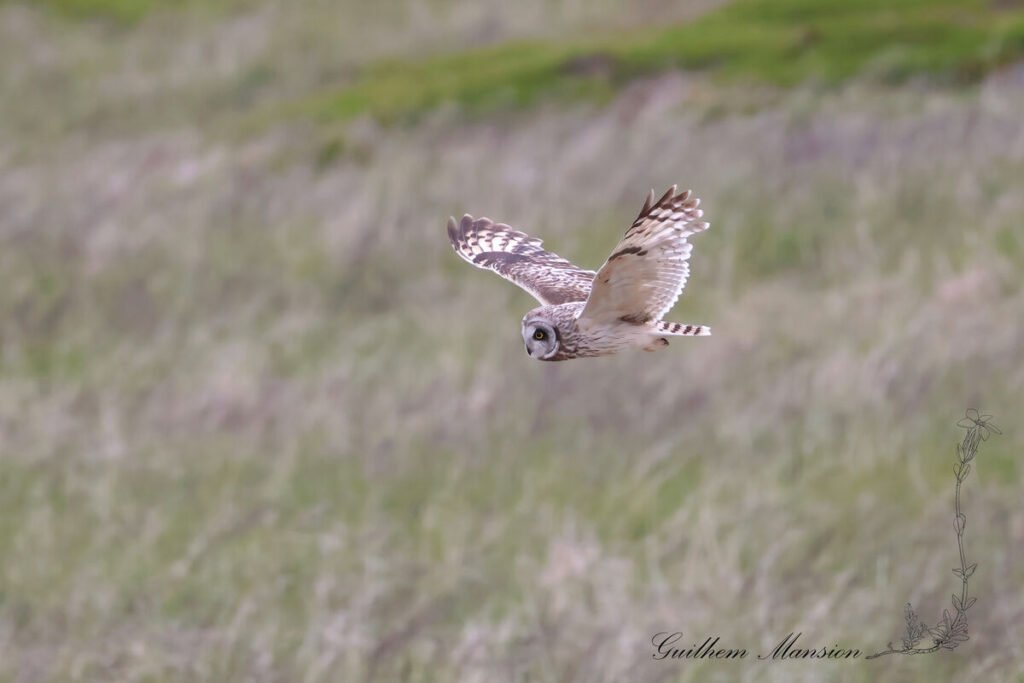 Asio flammeus - Hibou des marais - [Strigidae]