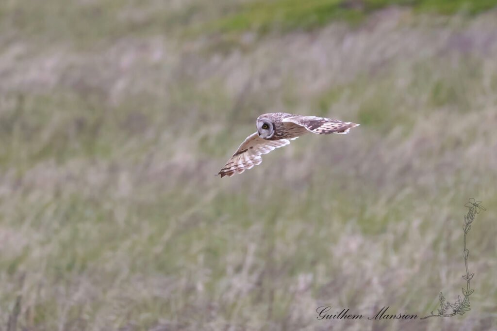 Asio flammeus - Hibou des marais - [Strigidae]