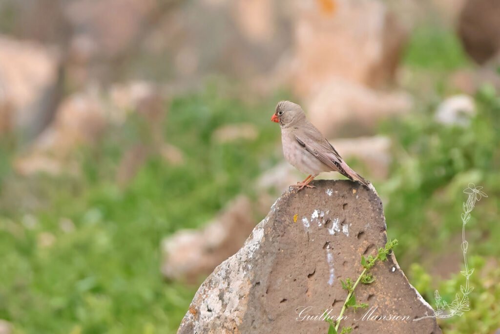 Bucanetes githagineus - Roselin githagine [Fringillidae]