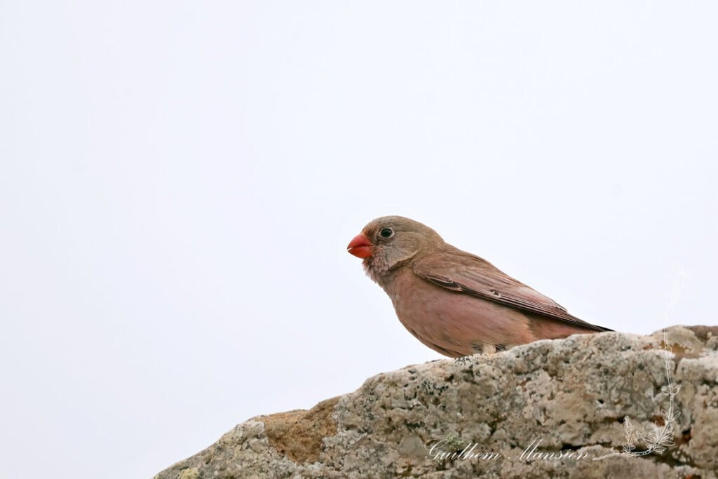 Bucanetes githagineus - Roselin githagine [Fringillidae]