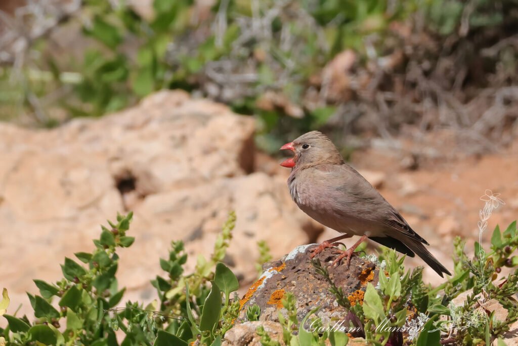Bucanetes githagineus - Roselin githagine [Fringillidae]
