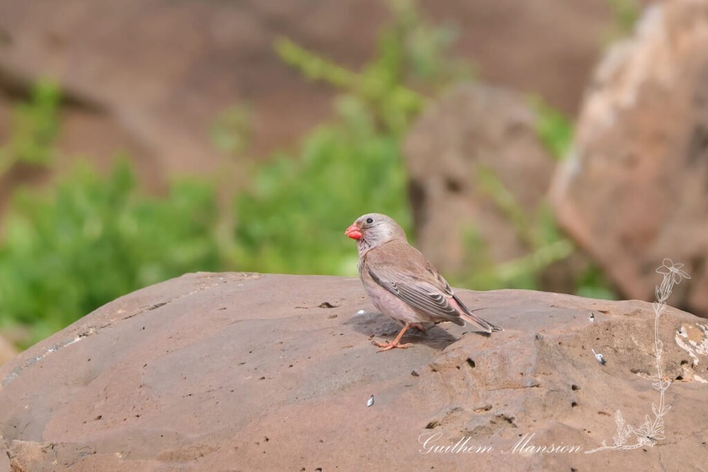 Bucanetes githagineus - Roselin githagine [Fringillidae]
