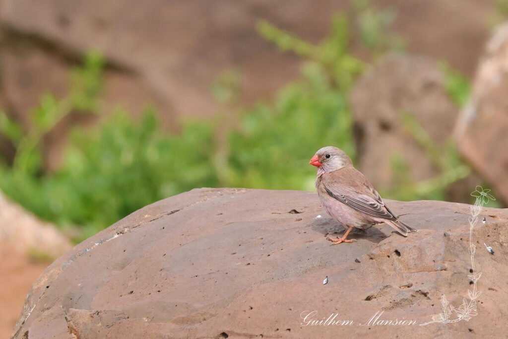 Bucanetes githagineus - Roselin githagine [Fringillidae]