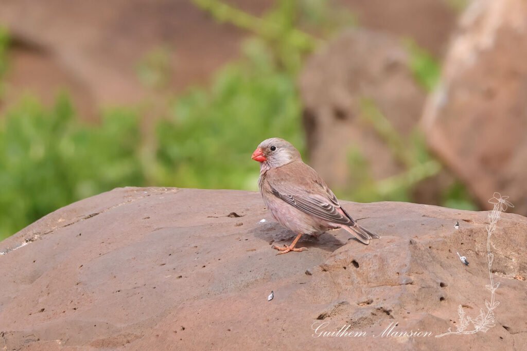 Bucanetes githagineus - Roselin githagine [Fringillidae]