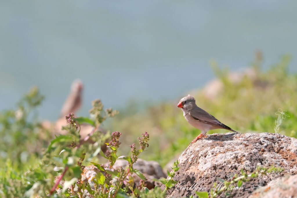 Bucanetes githagineus - Roselin githagine [Fringillidae]