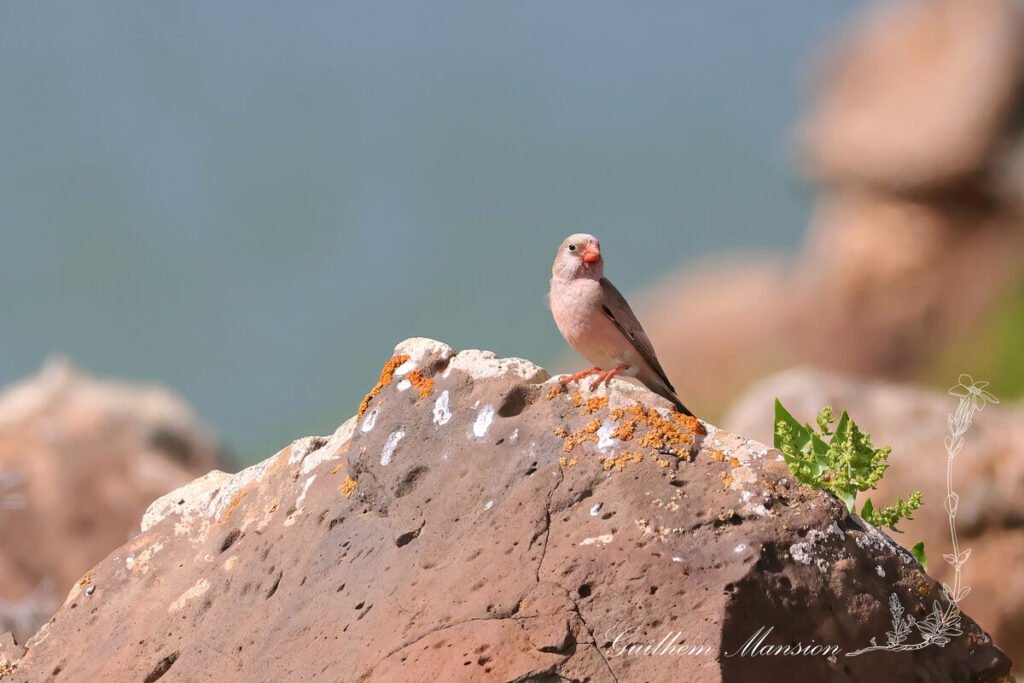 Bucanetes githagineus - Roselin githagine [Fringillidae]