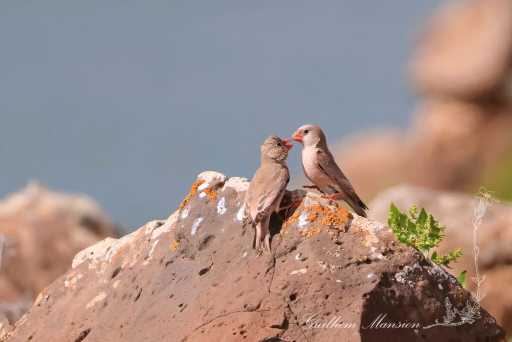 Bucanetes githagineus - Roselin githagine [Fringillidae]