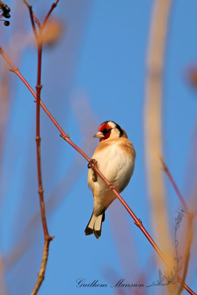 Carduelis carduelis - Chardonneret élégant [Fringillidae]