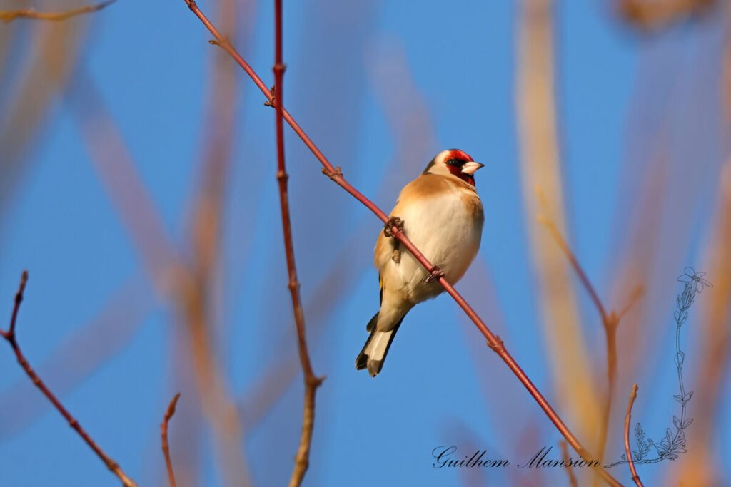 Carduelis carduelis - Chardonneret élégant [Fringillidae]