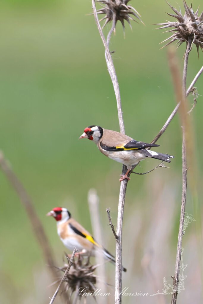 Carduelis carduelis - Chardonneret élégant [Fringillidae]