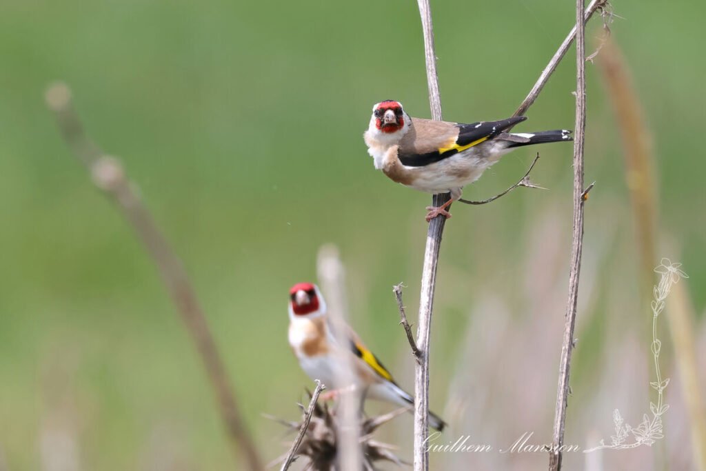 Carduelis carduelis - Chardonneret élégant [Fringillidae]