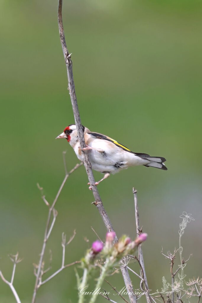 Carduelis carduelis - Chardonneret élégant [Fringillidae]