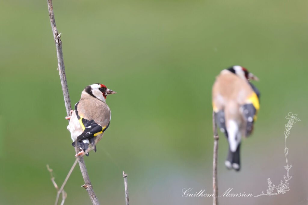 Carduelis carduelis - Chardonneret élégant [Fringillidae]