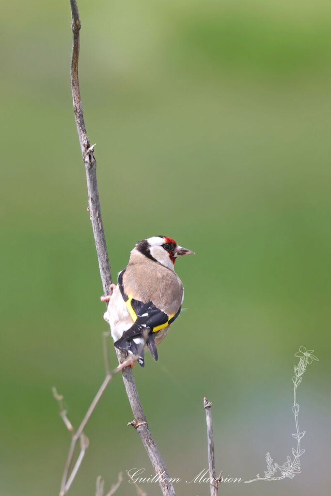Carduelis carduelis - Chardonneret élégant [Fringillidae]