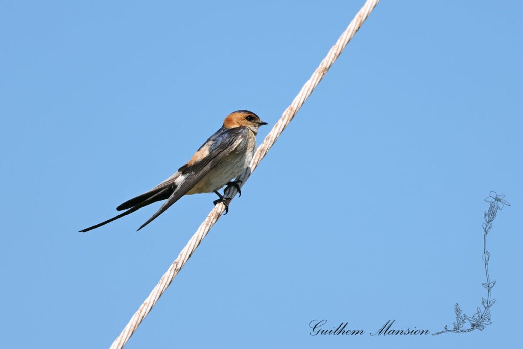 Cecropis daurica - Hirondelle rousseline [Hirundinidae]