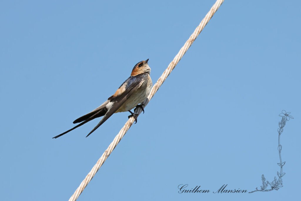 Cecropis daurica - Hirondelle rousseline [Hirundinidae]