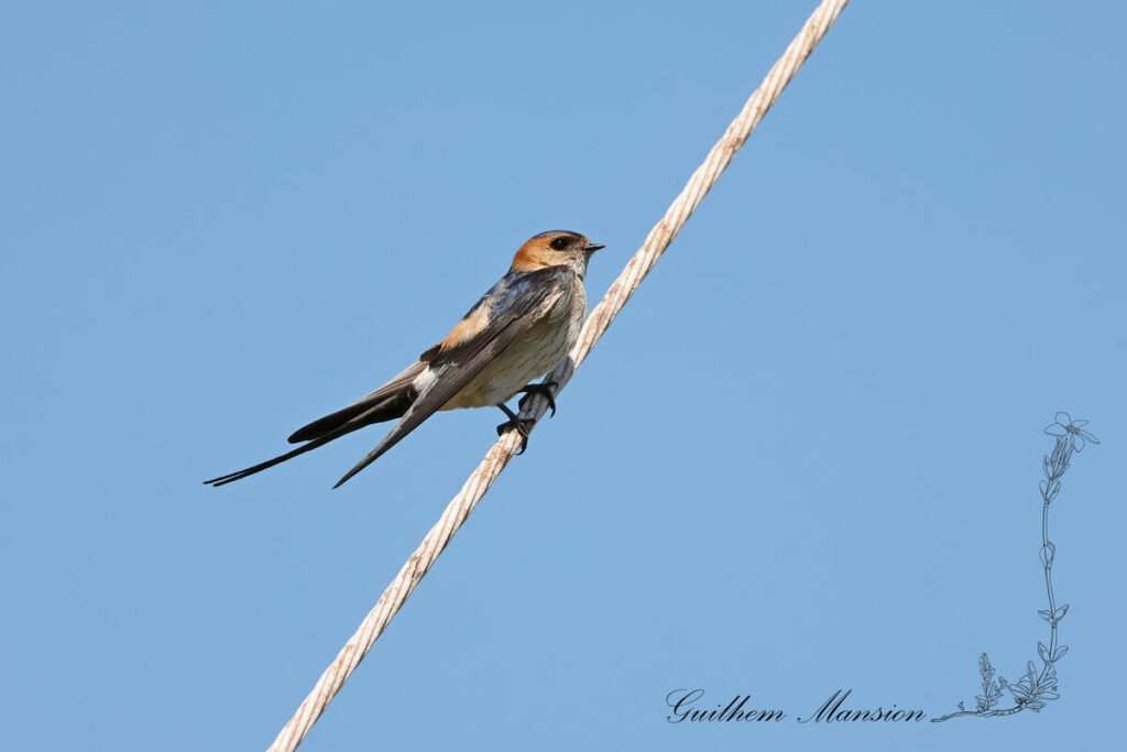 Cecropis daurica - Hirondelle rousseline [Hirundinidae]