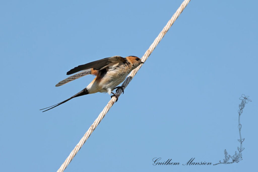 Cecropis daurica - Hirondelle rousseline [Hirundinidae]