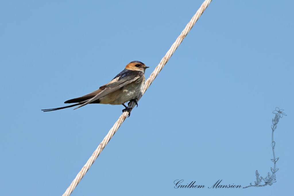 Cecropis daurica - Hirondelle rousseline [Hirundinidae]