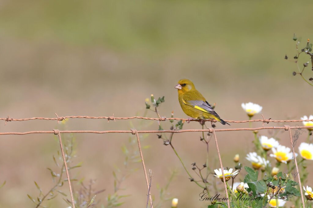 Chloris chloris - Verdier Europe [Fringillidae]