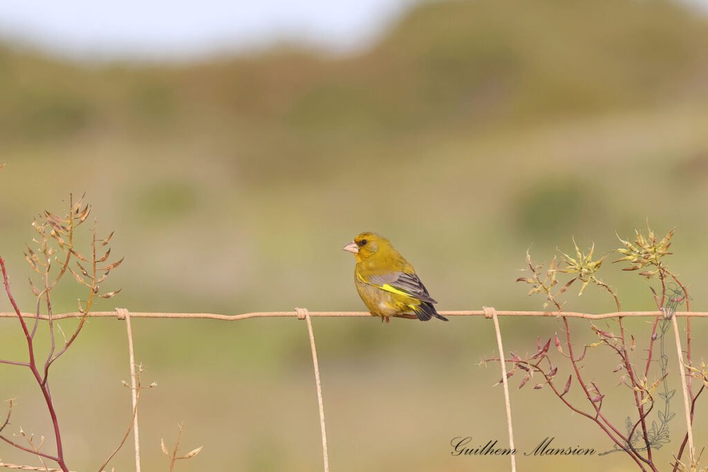 Chloris chloris - Verdier Europe [Fringillidae]