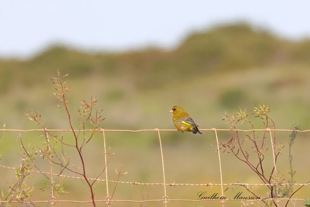 Chloris chloris - Verdier Europe [Fringillidae]