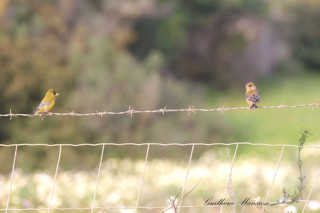Chloris chloris - Verdier Europe [Fringillidae]