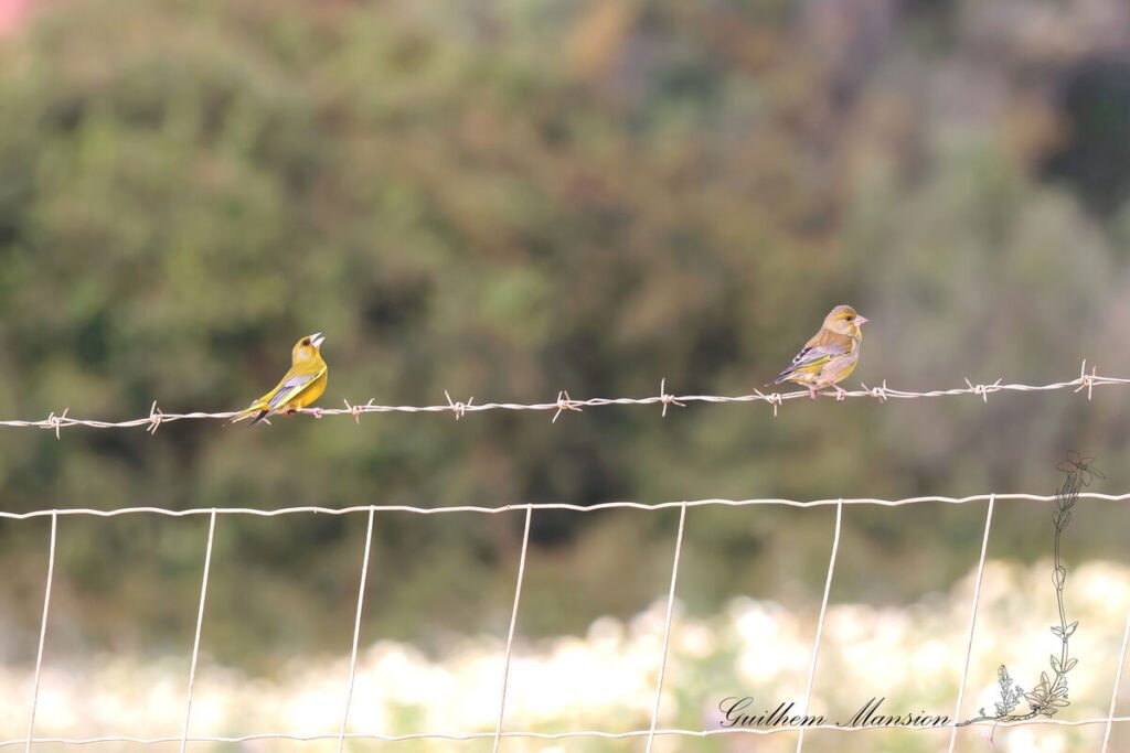 Chloris chloris - Verdier Europe [Fringillidae]
