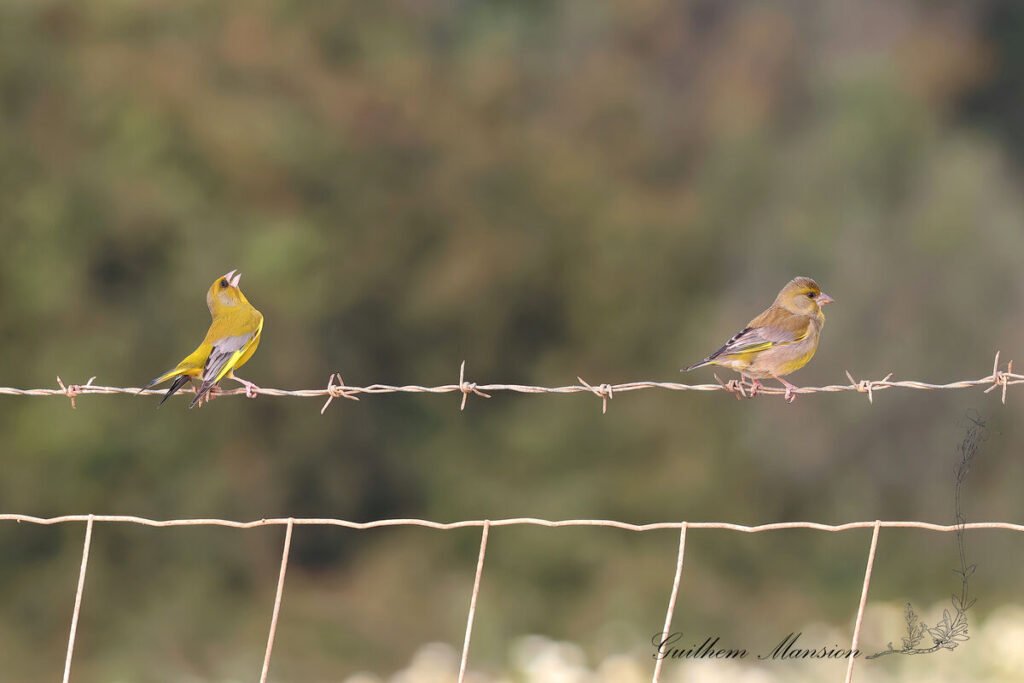 Chloris chloris - Verdier Europe [Fringillidae]