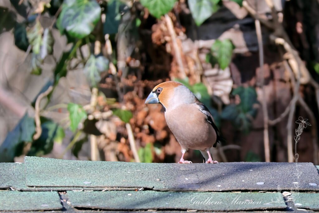 Coccothraustes coccothraustes - Gros-bec casse-noyaux [Fringillidae]