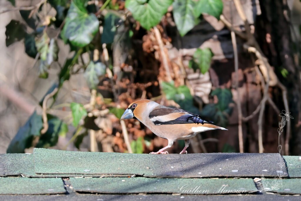 Coccothraustes coccothraustes - Gros-bec casse-noyaux [Fringillidae]