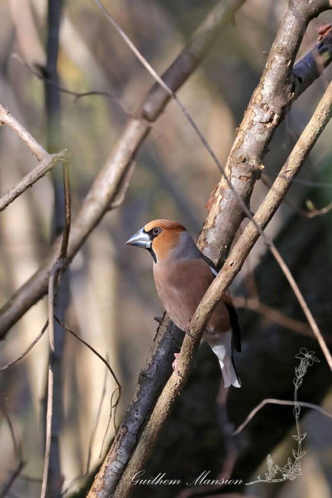 Coccothraustes coccothraustes - Gros-bec casse-noyaux [Fringillidae]