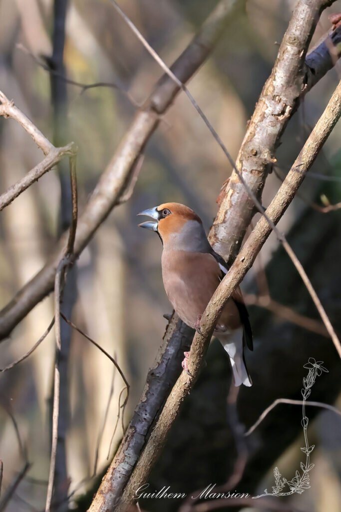 Coccothraustes coccothraustes - Gros-bec casse-noyaux [Fringillidae]