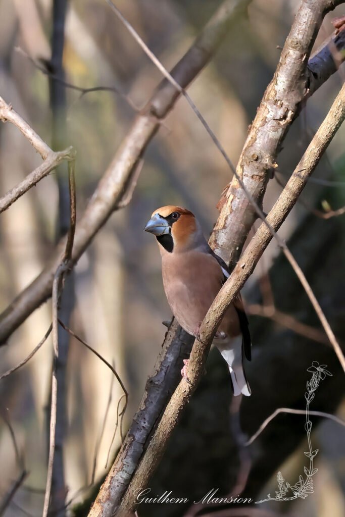 Coccothraustes coccothraustes - Gros-bec casse-noyaux [Fringillidae]