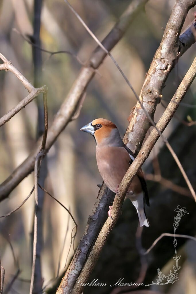Coccothraustes coccothraustes - Gros-bec casse-noyaux [Fringillidae]