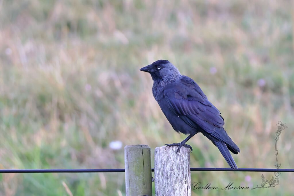 Coloeus monedula - Choucas des tours [Corvidae]